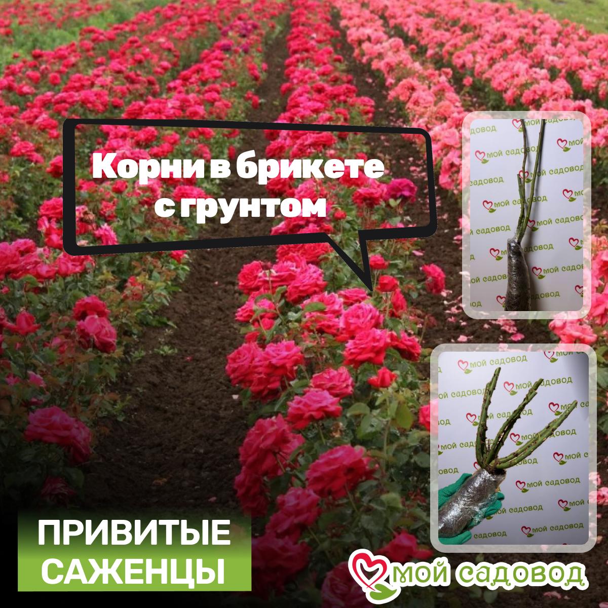 Набор Чайно-гибридные розы!