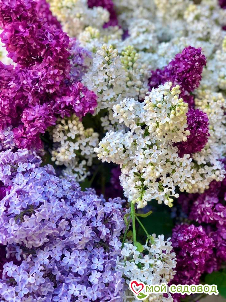 Сирень Ассорти (без указания сорта)