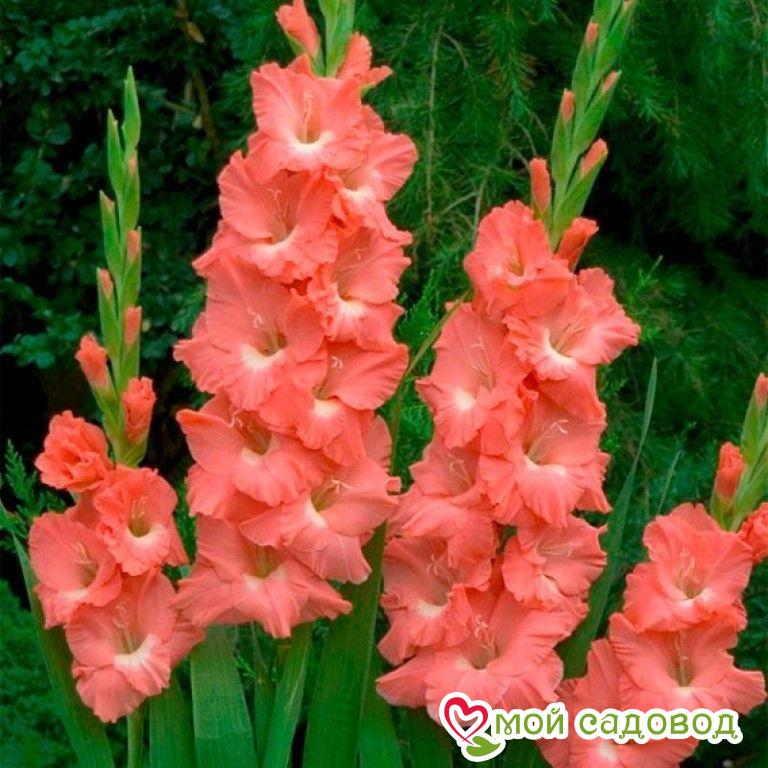 ГЛАДИОЛУС БЕРЛУСКОНИ